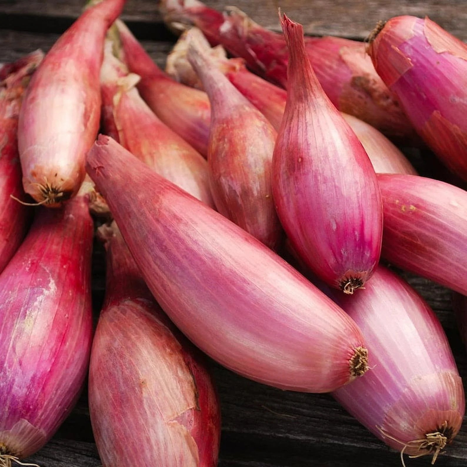 エシャロット 野菜の種 – Pure Asia Seeds
