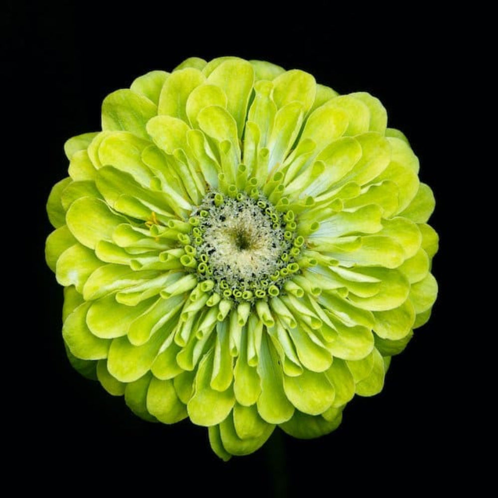 Semillas de flores de zinnia verde