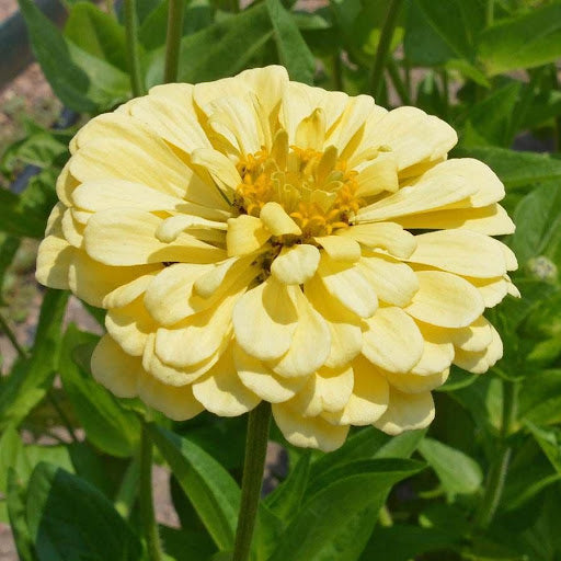 Light Yellow Zinnia Flower seeds for Planting - Fragrant Blossoms, Heirloom & GMO Free Seeds for Home Garden