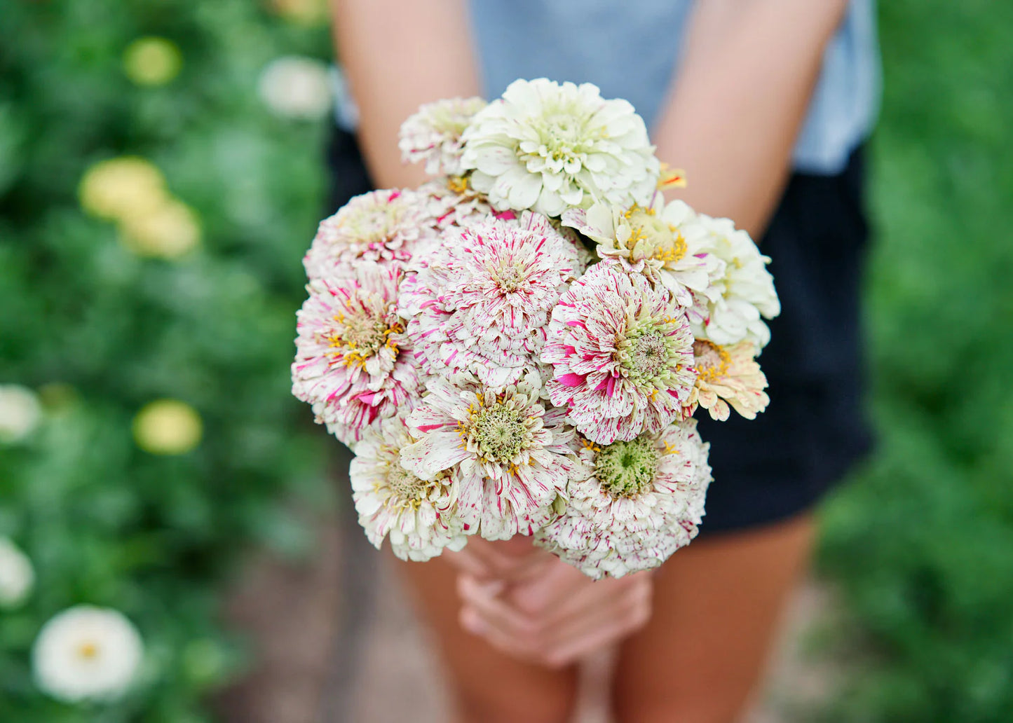 Zinnia 'Peppermint Stick' Flower Seeds