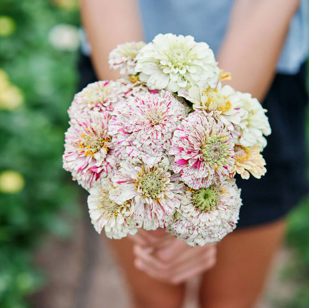 Zinnia ‘Peppermint Stick’ Flower Seeds for Planting – Heirloom, Non-GMO, Easy to Grow, Annual Blooms