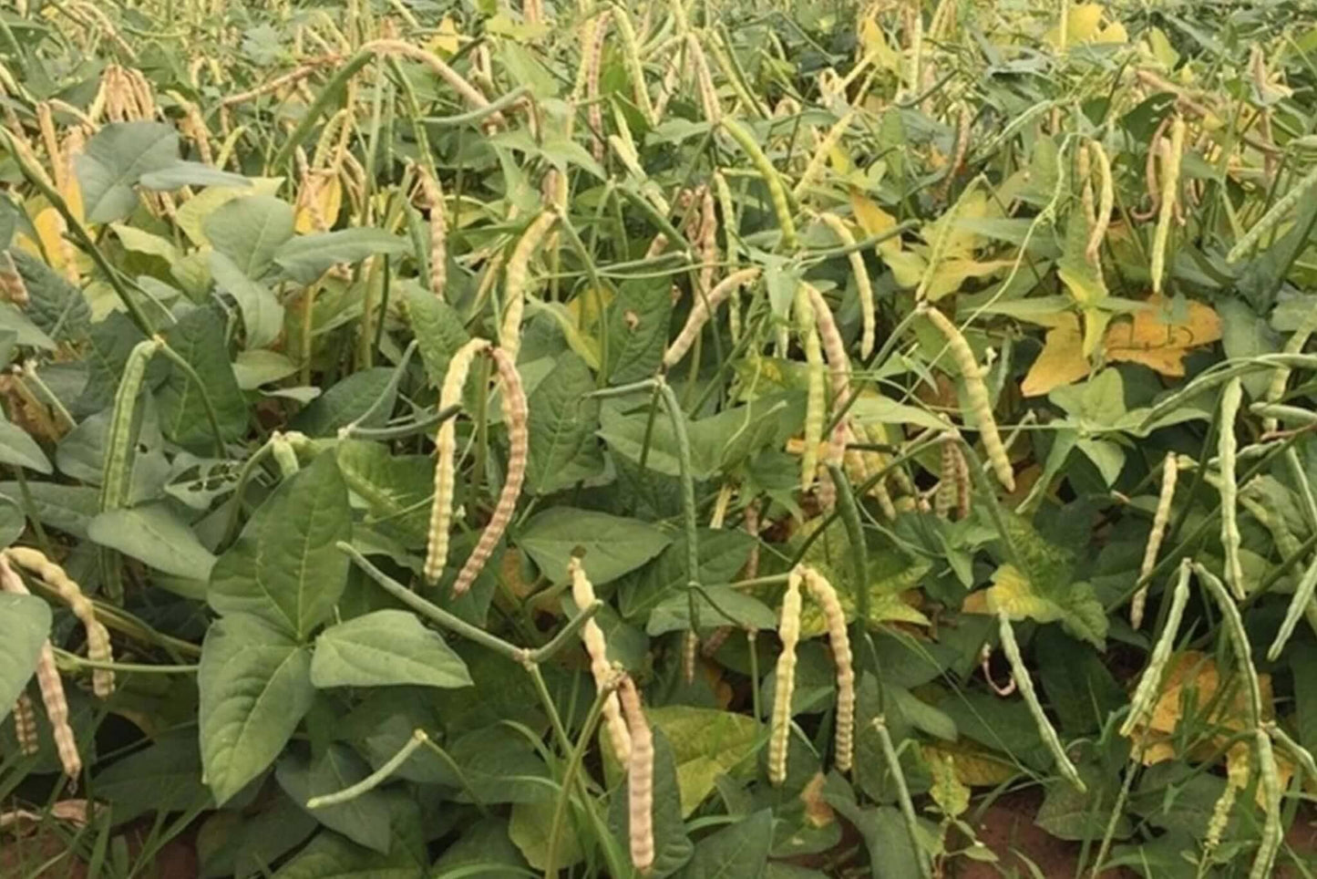 Zipper Cream Cowpea Vegetable Seeds