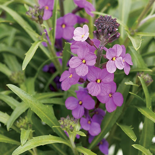 Violet Linifolium Flower seeds for Planting Shade Tolerant Heirloom & GMO Free Seeds for Home Garden
Sale seeds for home garden planting