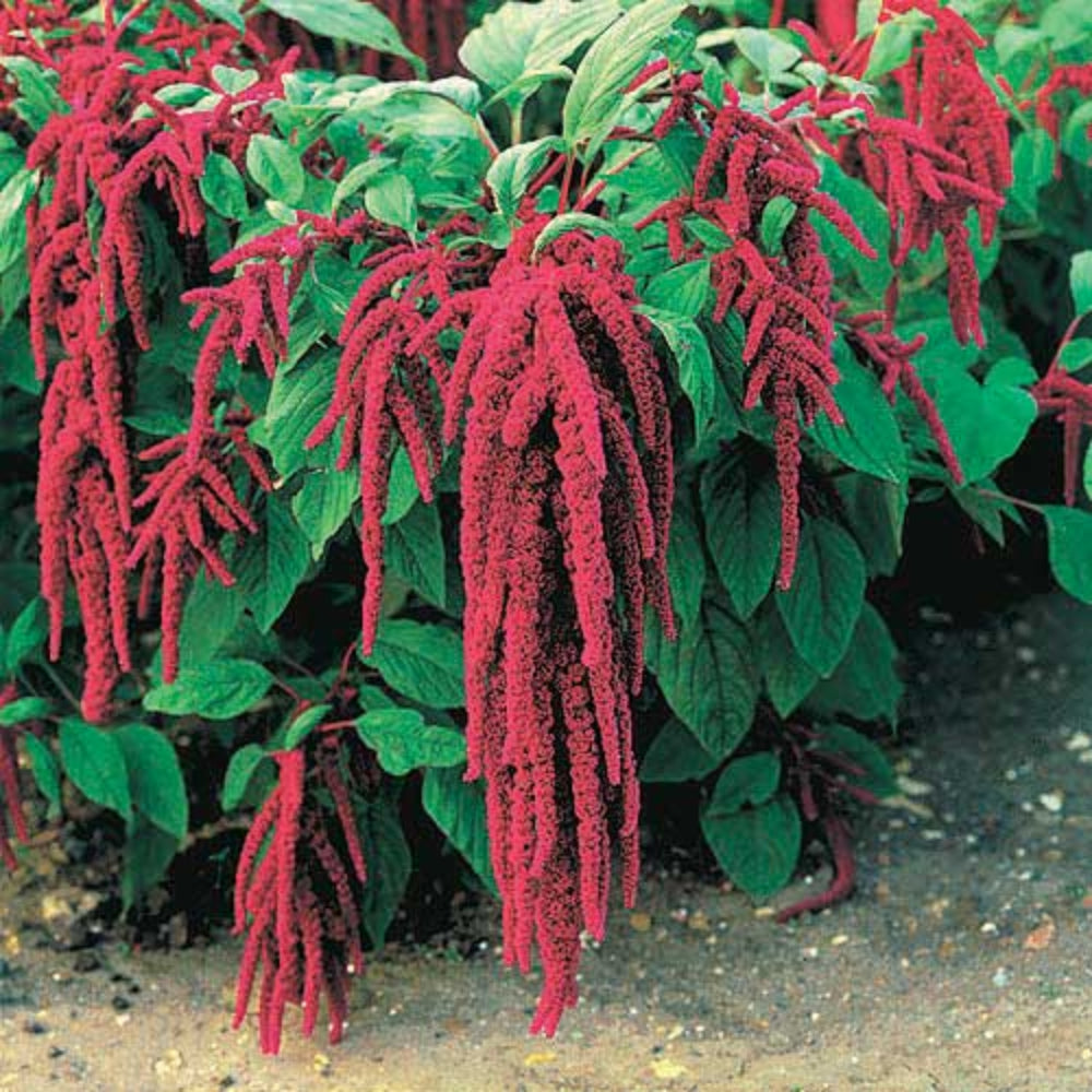 Amaranthus Seeds - Easy-to-Grow Nutrient-Rich Garden Plant