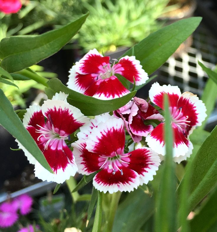 White Red Dianthus Flower seeds for Planting Fragrant Blossoms Heirloom & GMO Free Seeds for Home Garden
Sale seeds for home garden planting