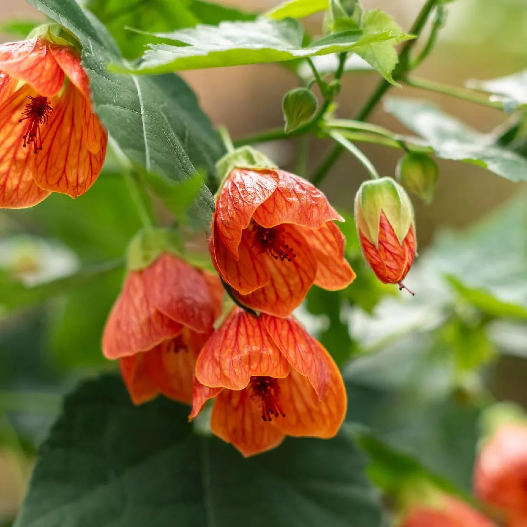アブチロンの花の種子 － 簡単に育てられる色とりどりの花 – Pure Asia