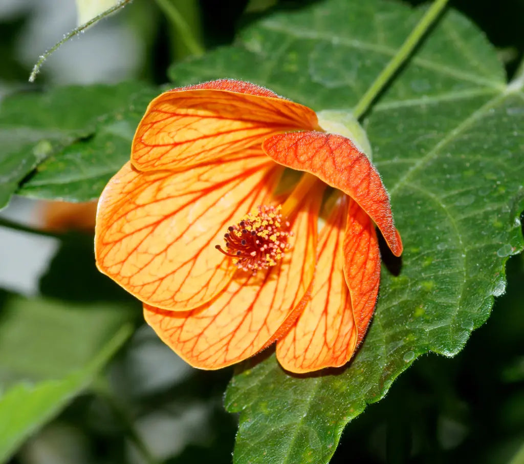Semillas del arbusto Abutilon Striatum