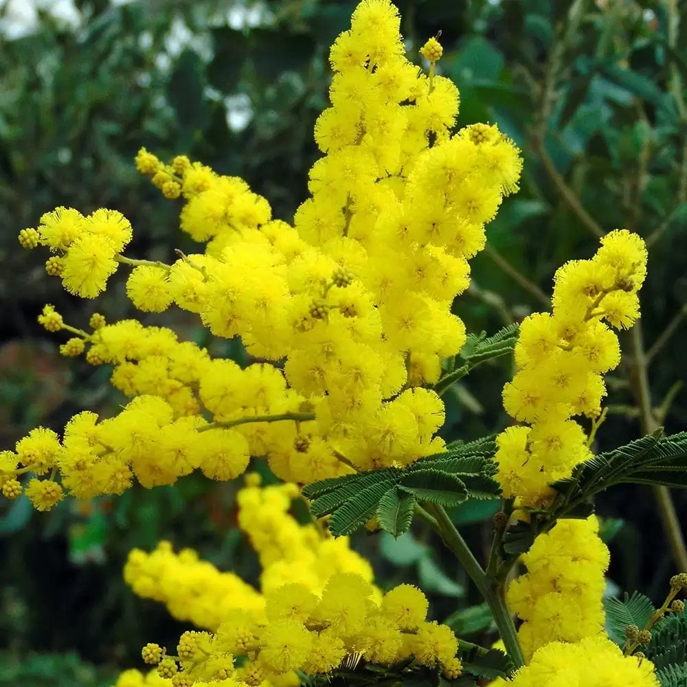Semillas de la planta Acacia dealbata
