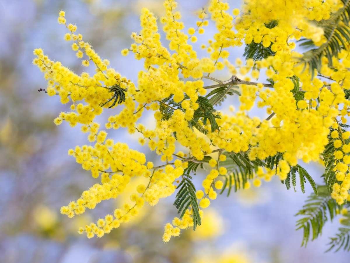Semillas de la planta Acacia dealbata