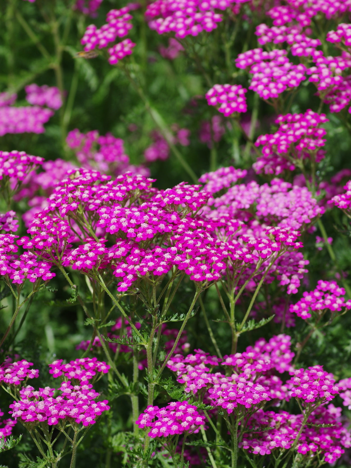 Achillea Millefolium (Cerise Queen Yarrow) Flower Seeds for Planting – Heirloom, Non-GMO, Easy to Grow, Perennial