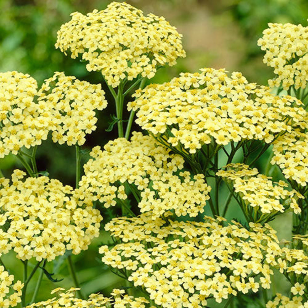Achillea 'Sunny Seduction' Seeds - Bright Yellow Perennial with Bold Flower Clusters