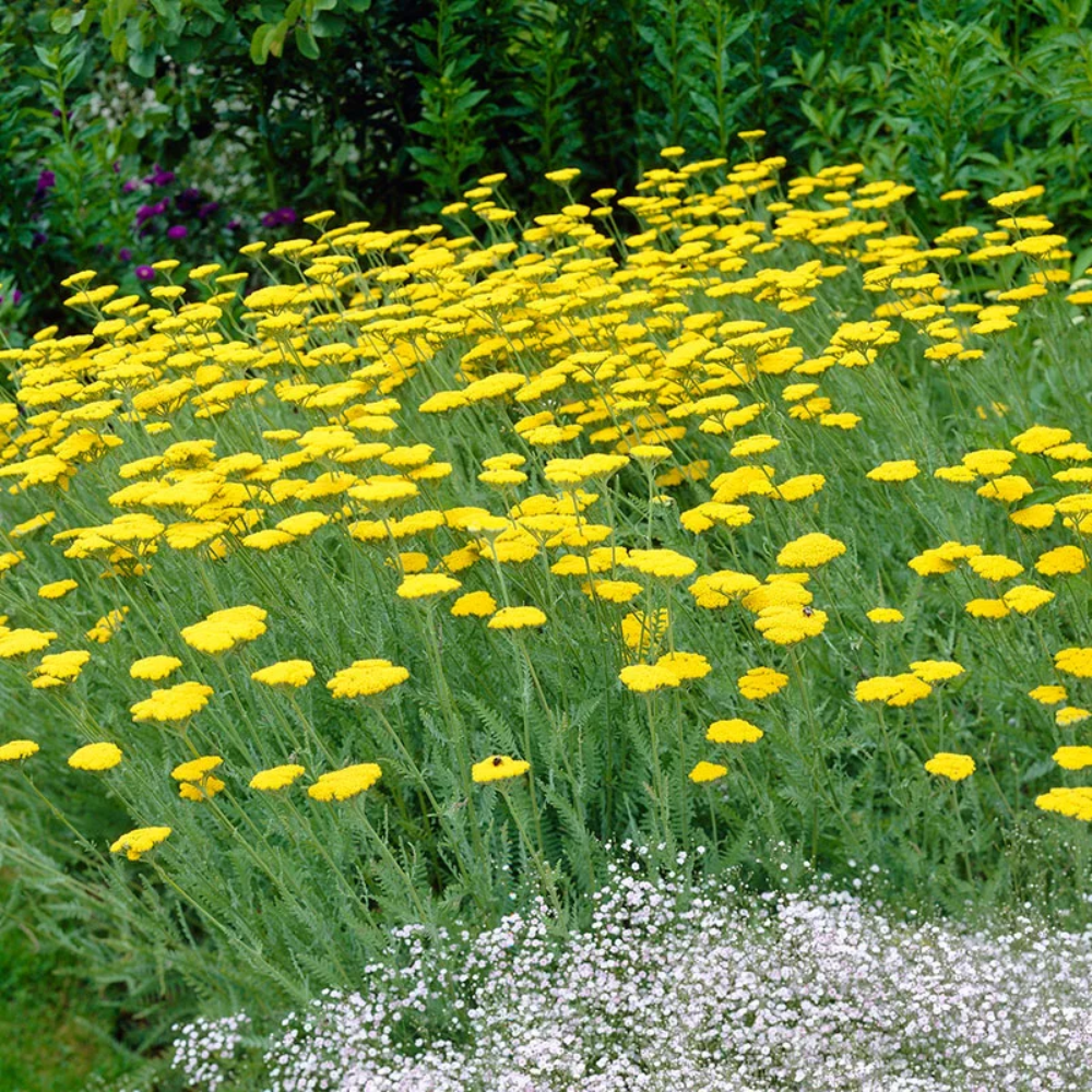 Achillea 'Moonshine' Seeds - Bright Yellow Perennial with Silver-Gray Foliage