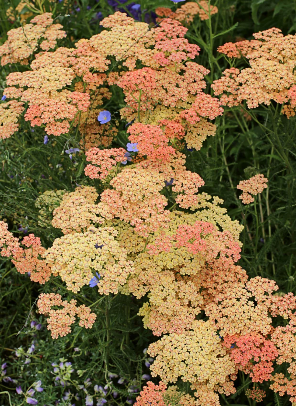Achillea 'Salmon Beauty' Seeds - Soft Salmon-Pink Perennial with Lush Flower Clusters