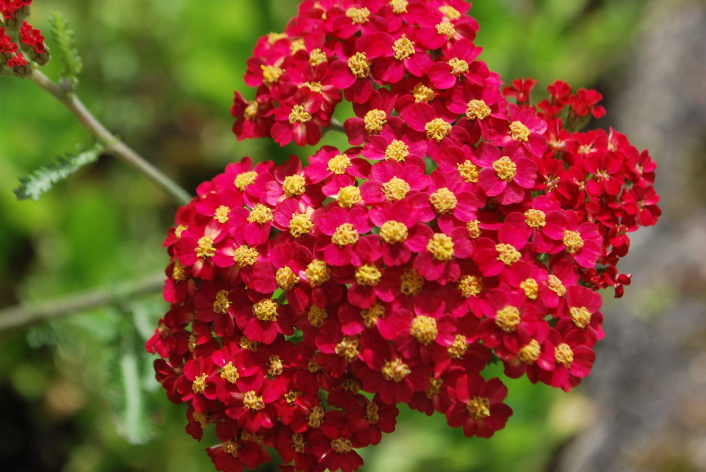 Achillea 'Red Beauty' Seeds - Vibrant Red Perennial with Fragrant Flowers