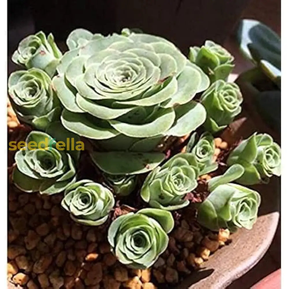 Green Aeonium Greenovia Seeds for Easy Planting