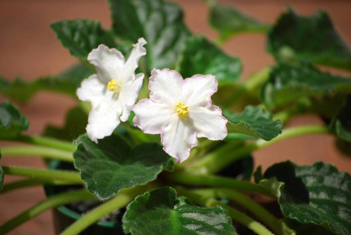 African Violet Seedlings Growing from Seeds