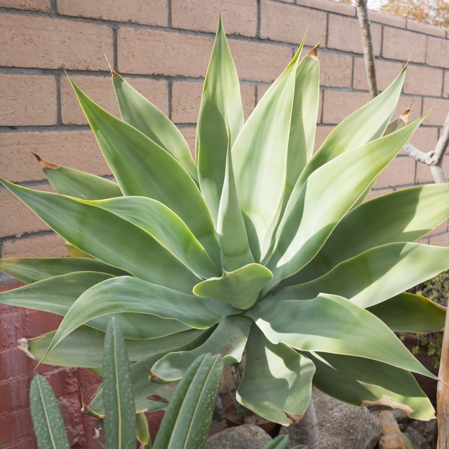 Semillas de la planta Agave Attenuata