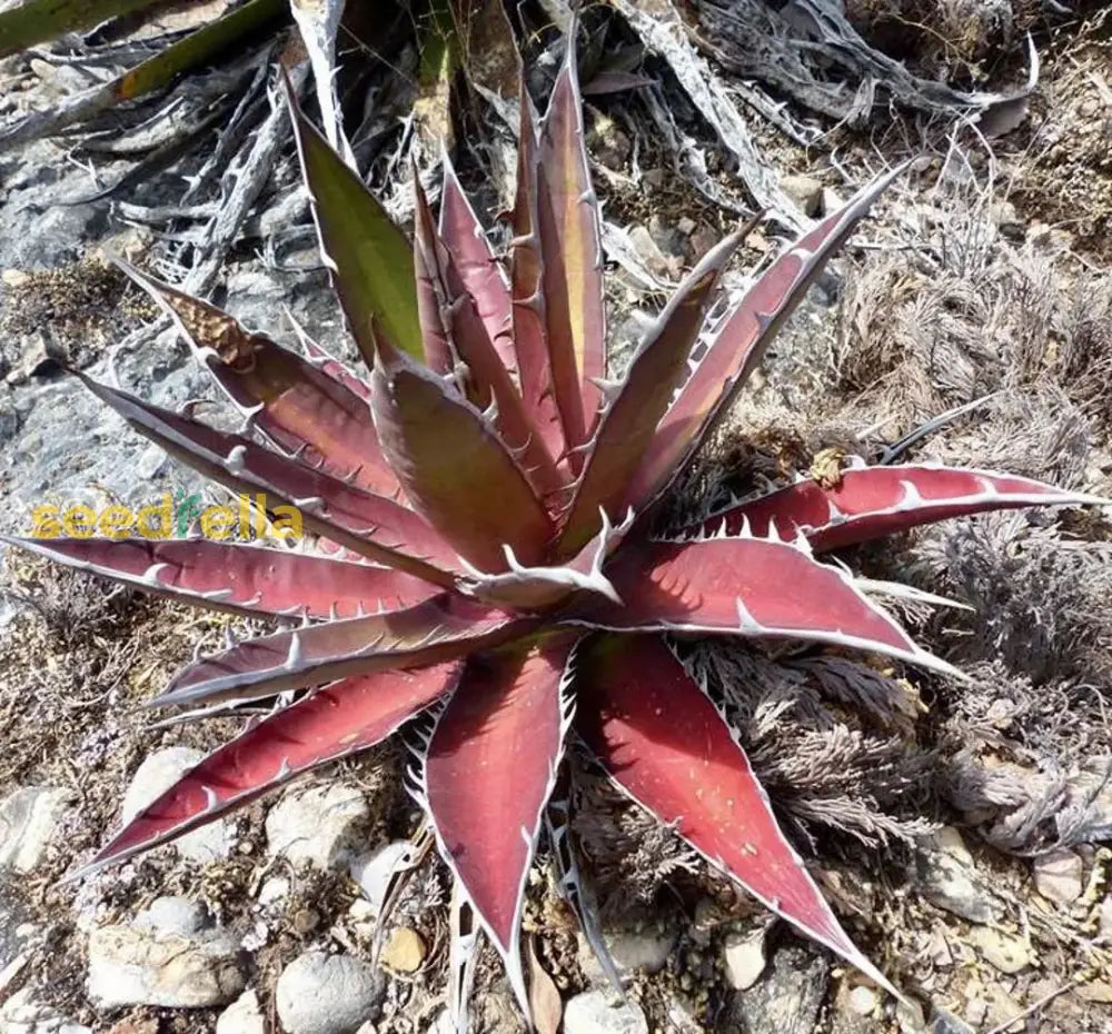 Kerchovei Agave Seeds for Planting