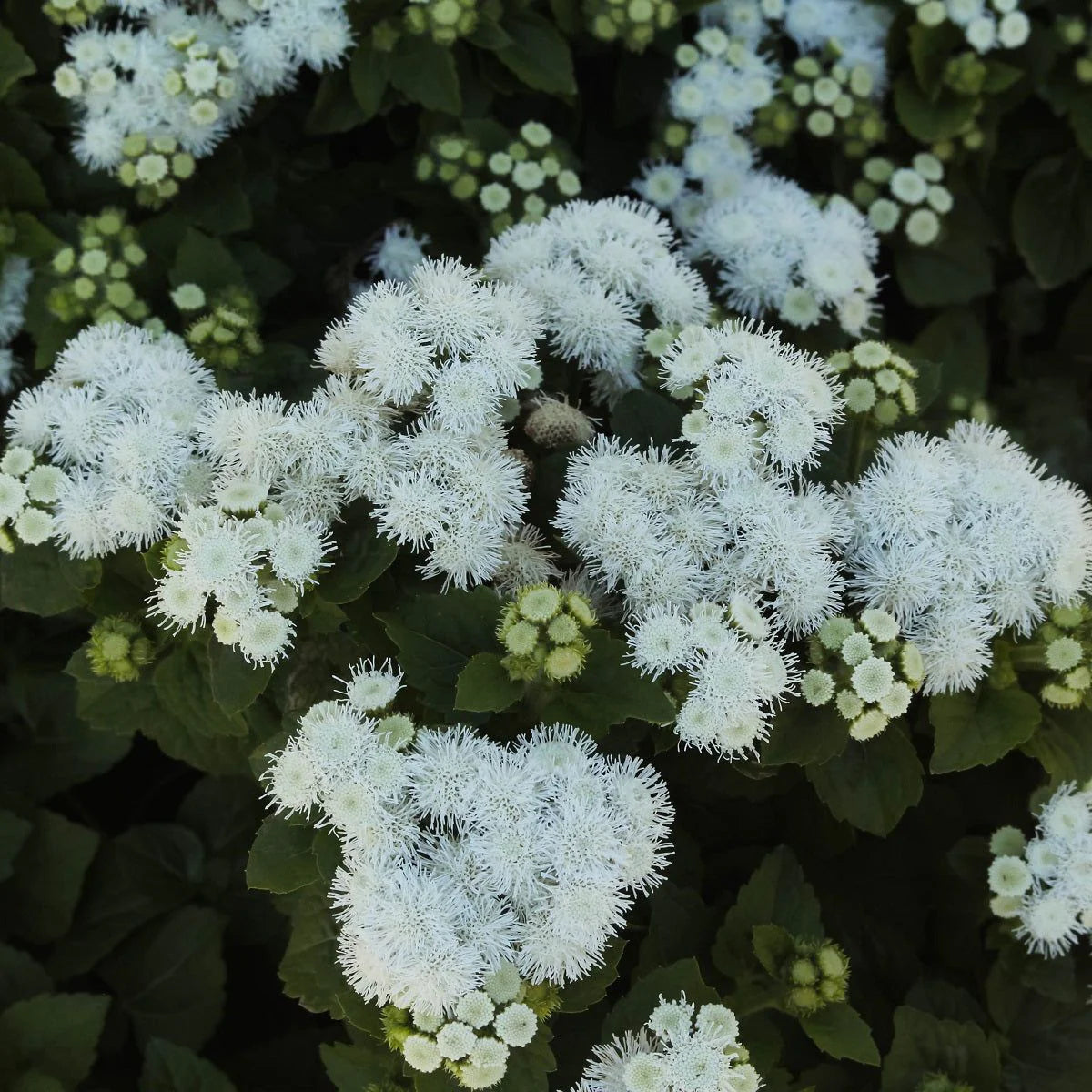 Semi di fiore Agerato bianco