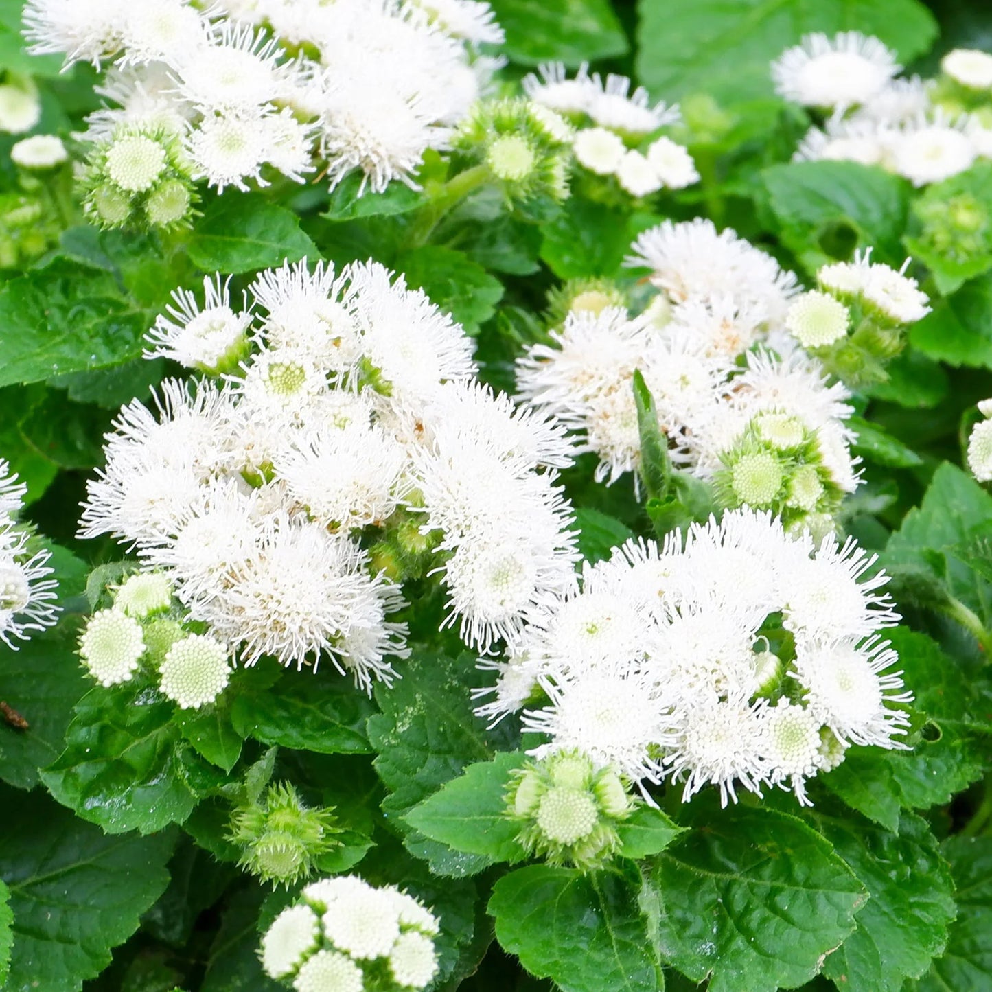 Semi di fiore Agerato bianco