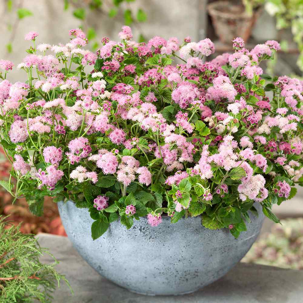Pink Floss Flower Seeds