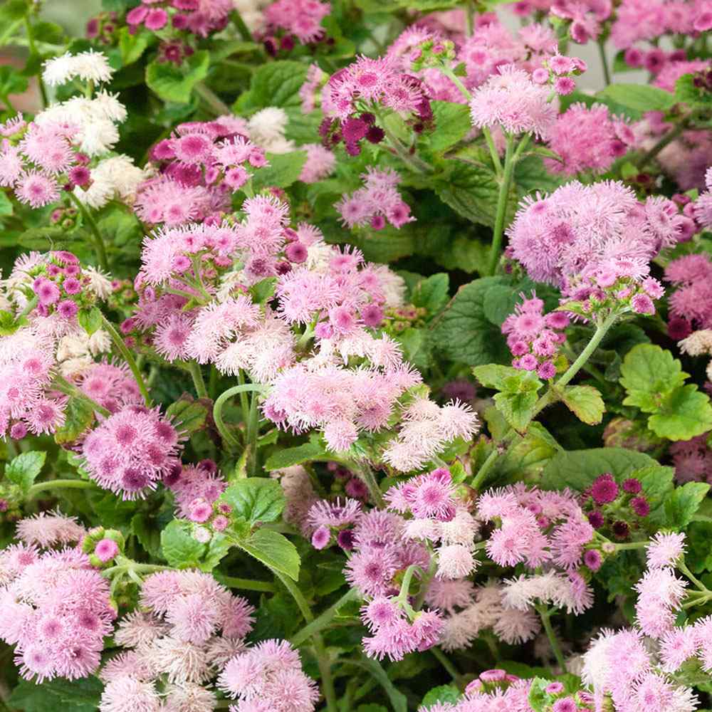 Pink Floss Flower Seeds