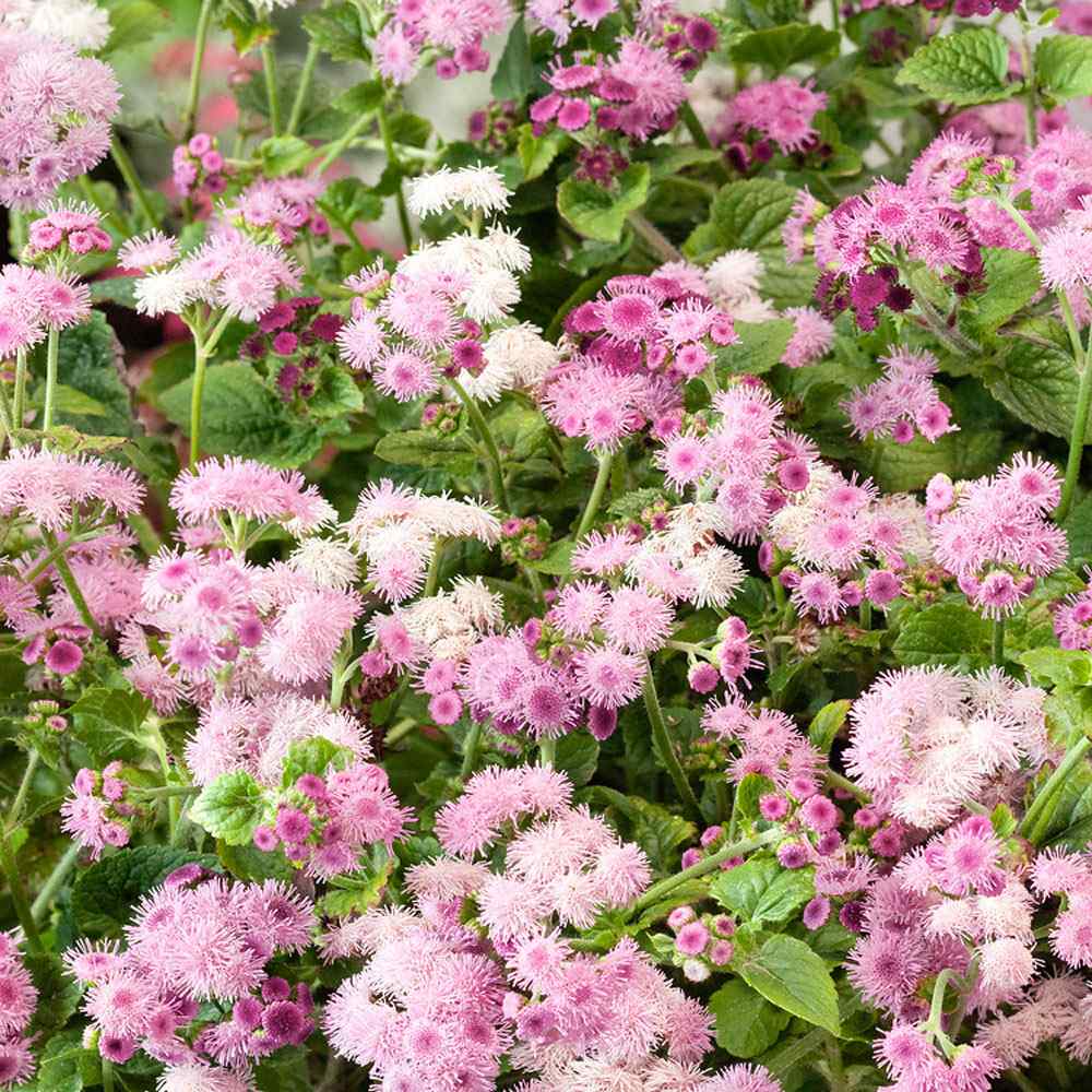 Pink Floss Flower Seeds