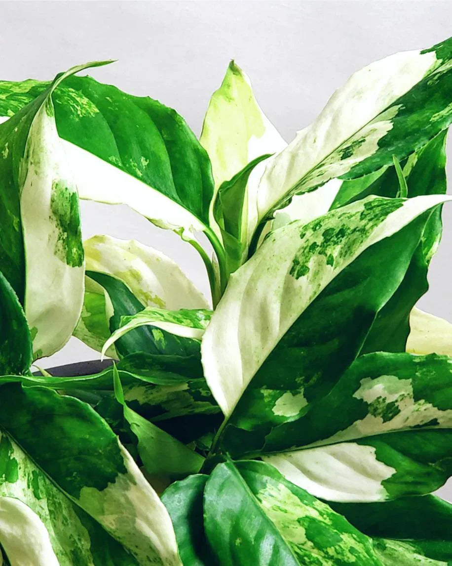 Aglaonema Variegated Seeds for Easy Planting