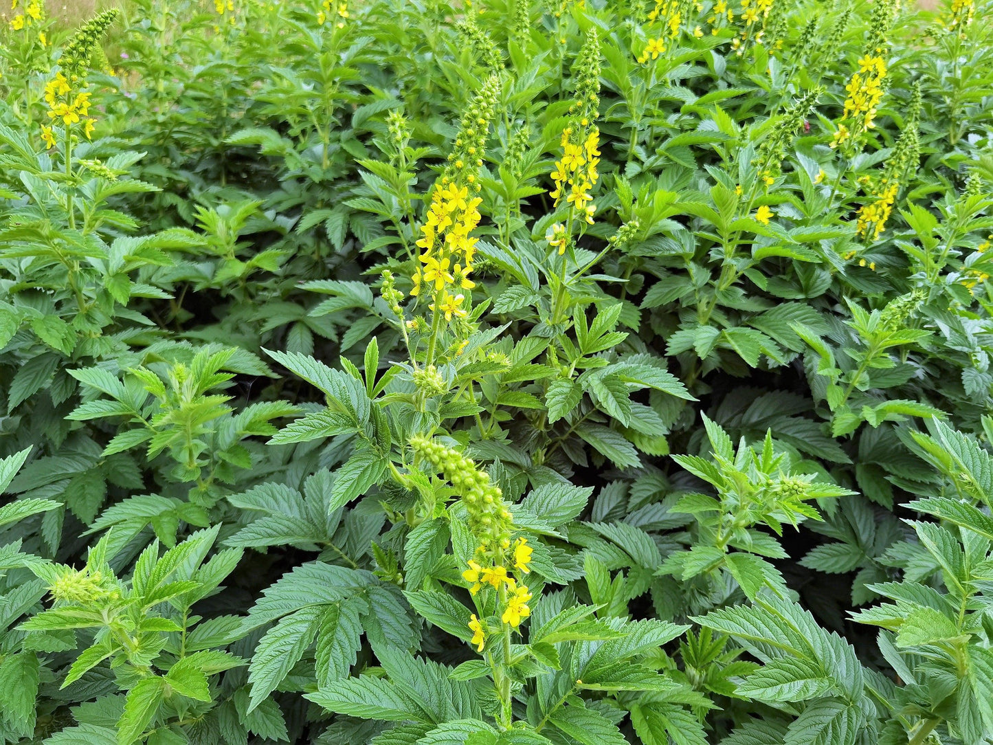 Church Steeples (Agrimonia eupatoria) Agrimony or Sticklewort Perennial Herb Yellow Flower Seeds