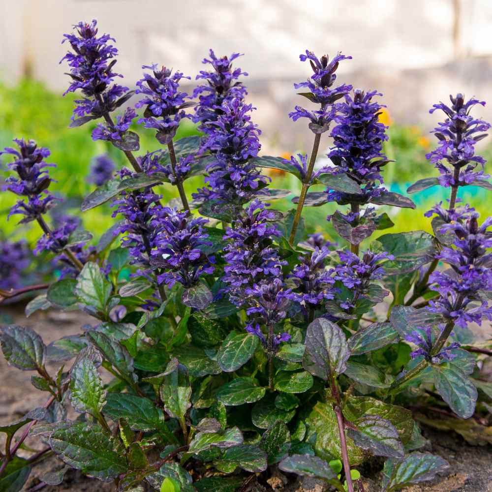 Ajuga Reptans Flower seeds for Planting Premium Quality Heirloom & GMO Free Seeds for Home Garden