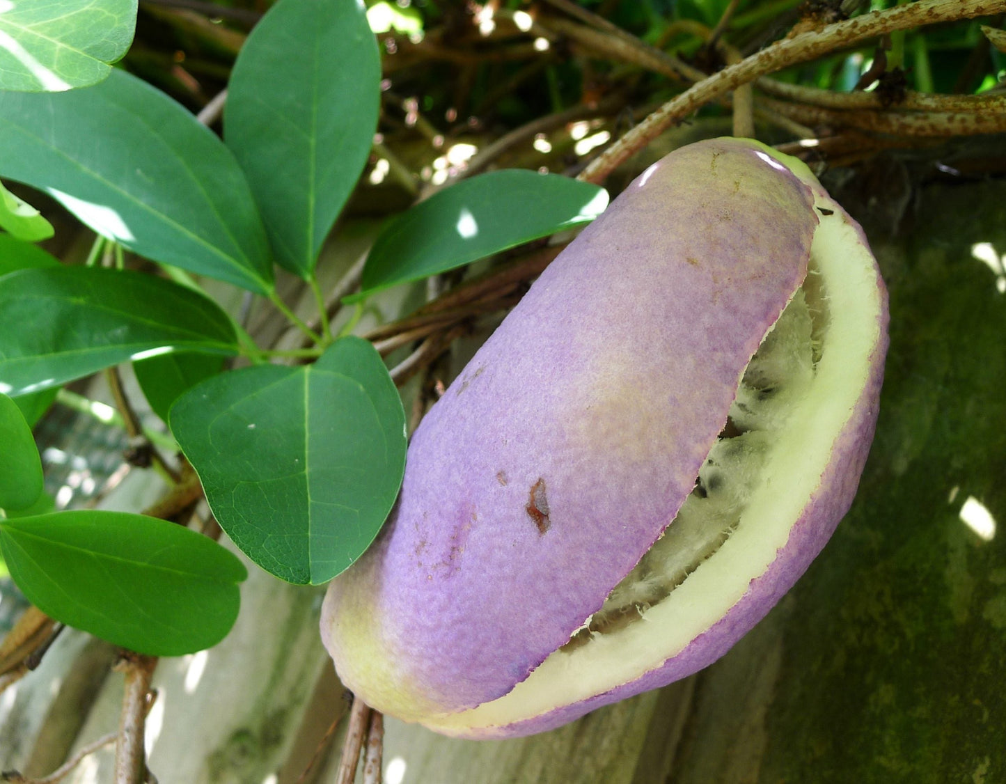 Bulk Chocolate Vine (Akebia quinata) Edible Fruit & Fragrant Flower Seeds