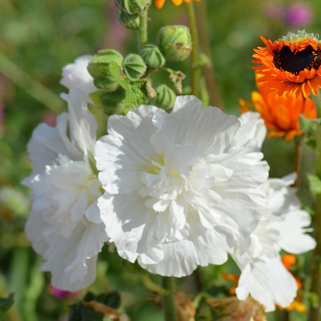 White Hollyhock Flower Seeds