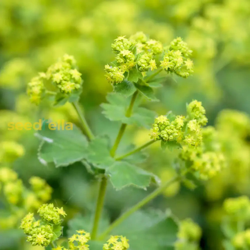 frauenmantel saatgut Alchemilla Mollis Frauenmantel Samen zum Pflanzen Biologische Gartensamen –  Pure Asia Seeds