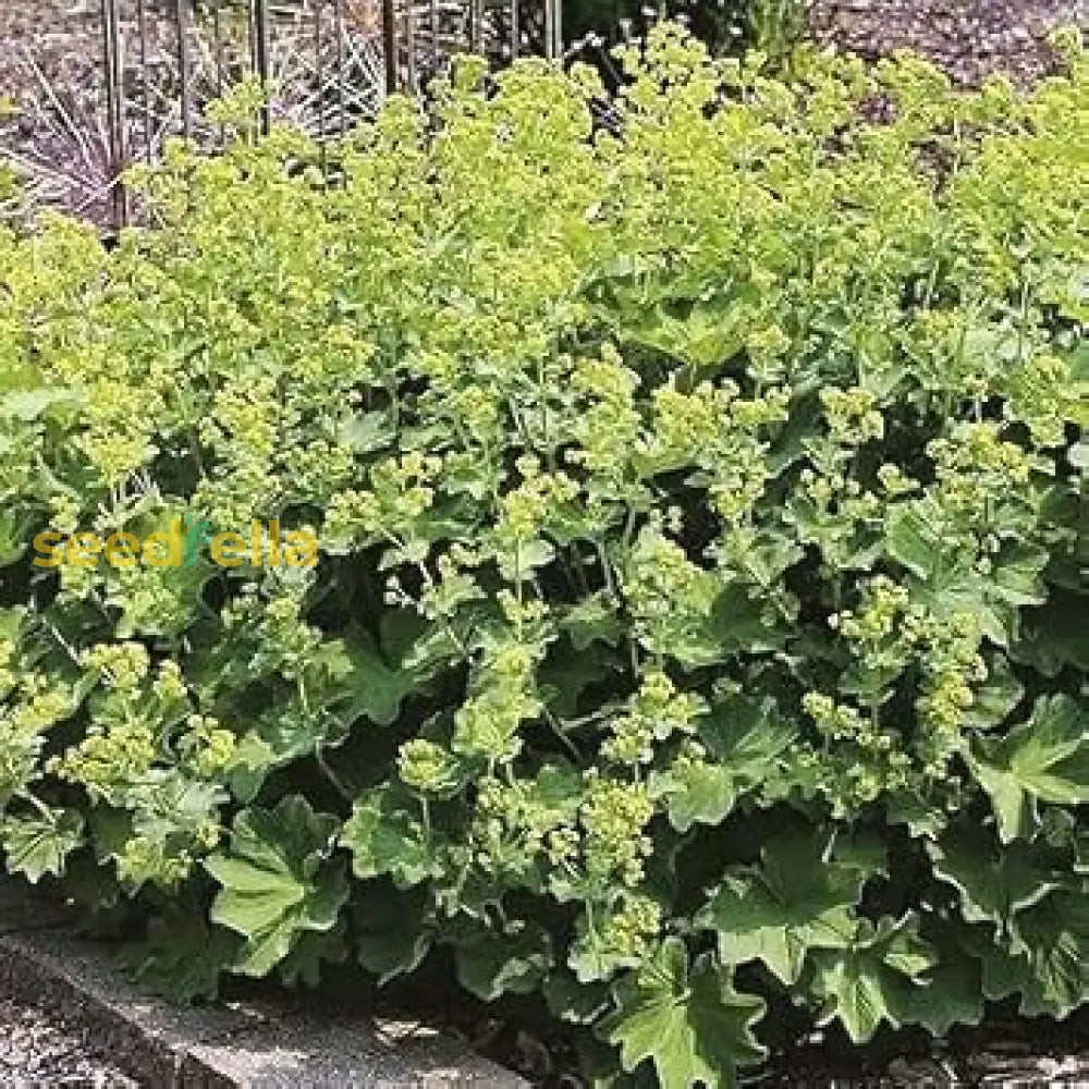 Alchemilla mollis (Lady's Mantle) Seeds for Planting