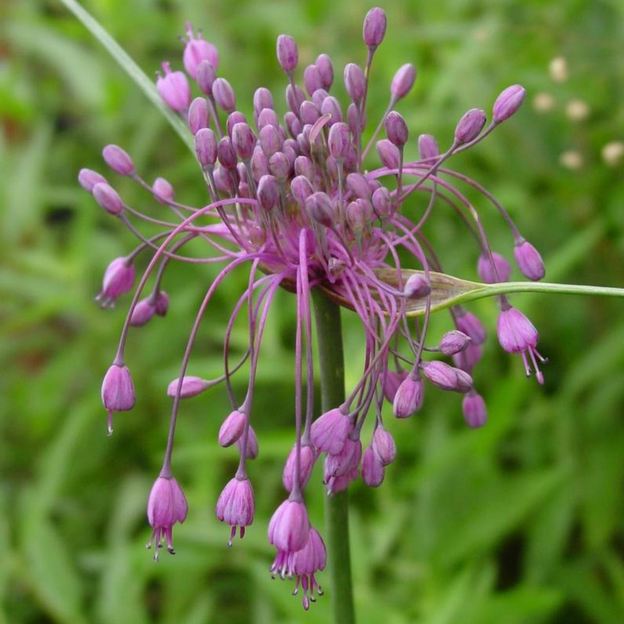 Semi di Fiore d'Aglio Carenato