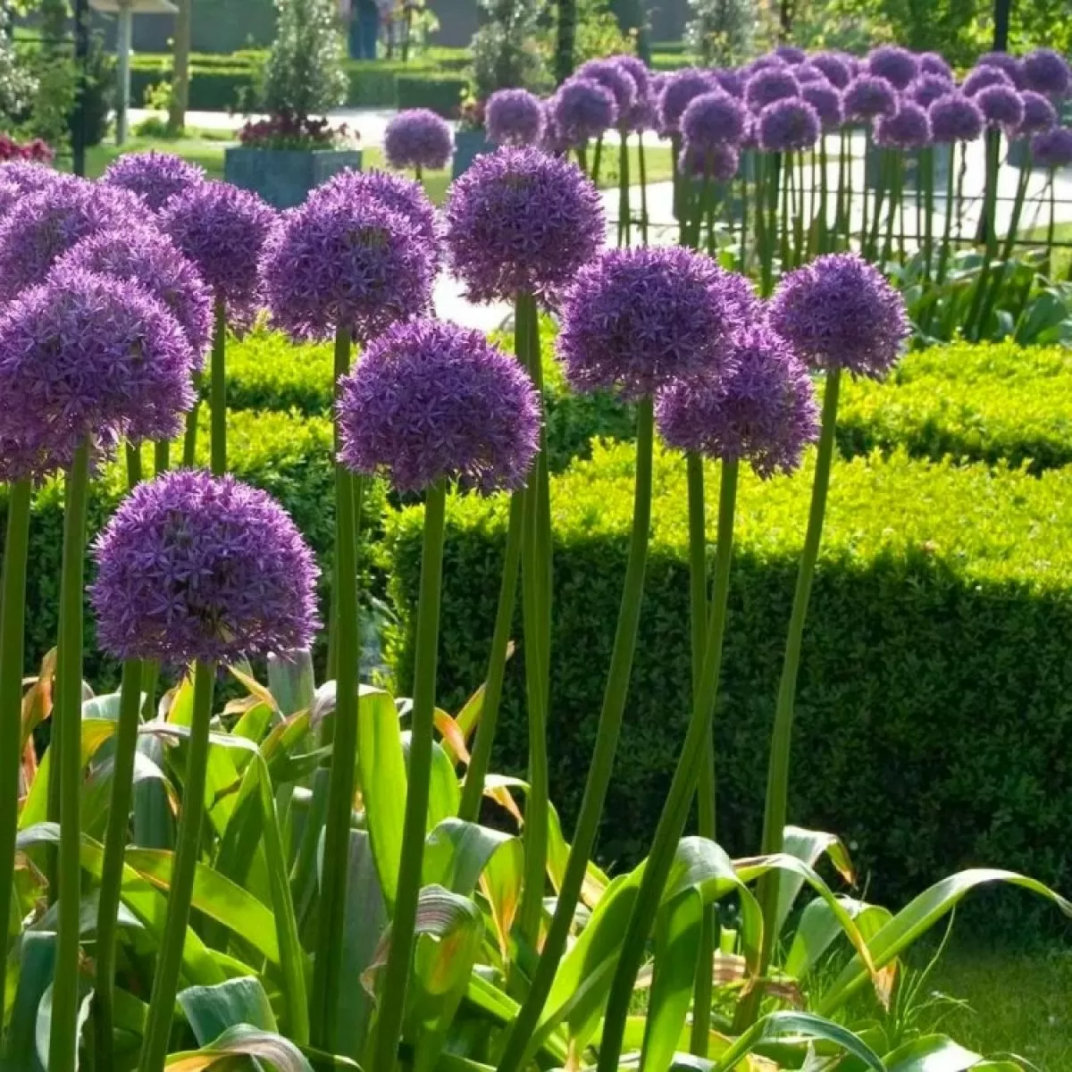Giant Allium Globemaster Seeds
