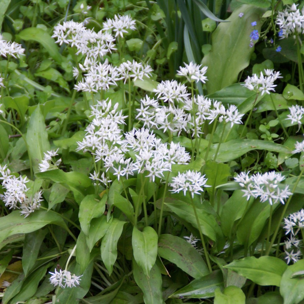 Allium Ursinum Kräutersamen