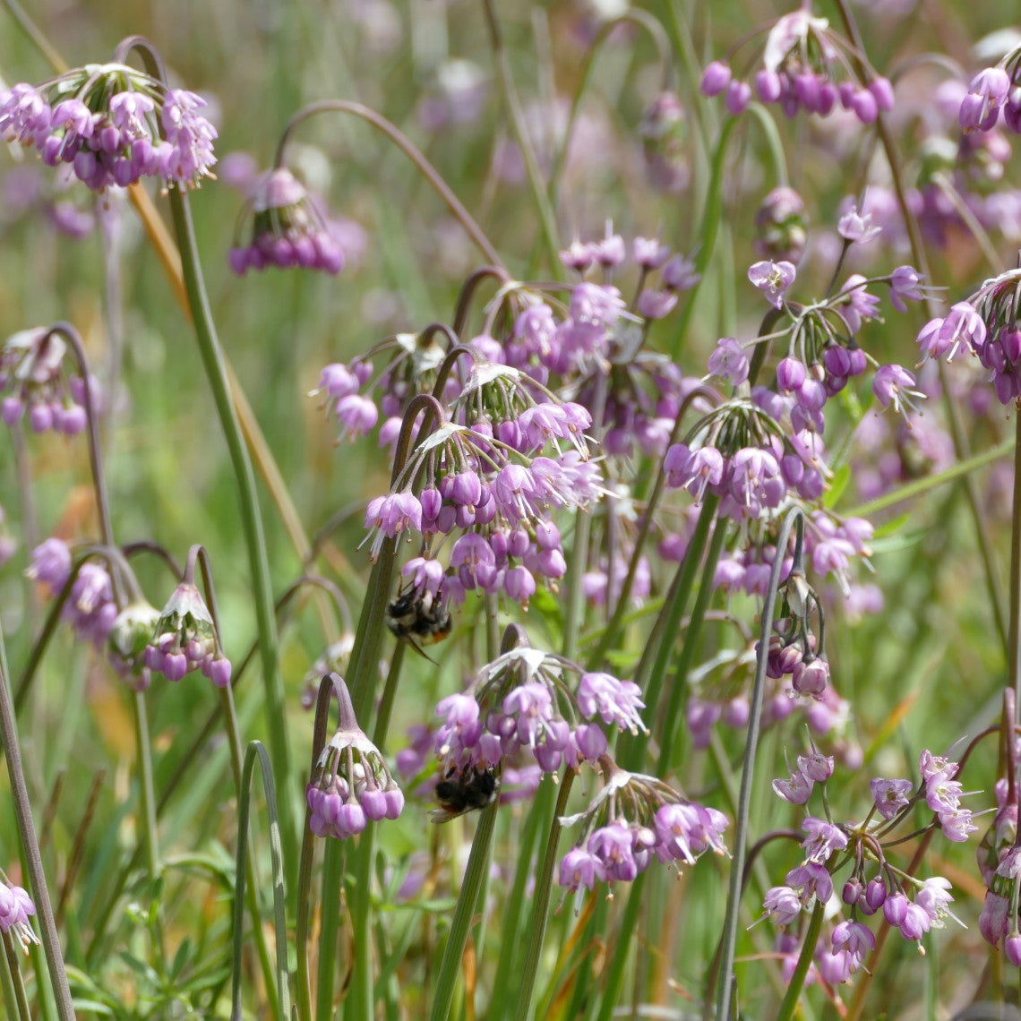Allium Cernuum Vegetable Seeds