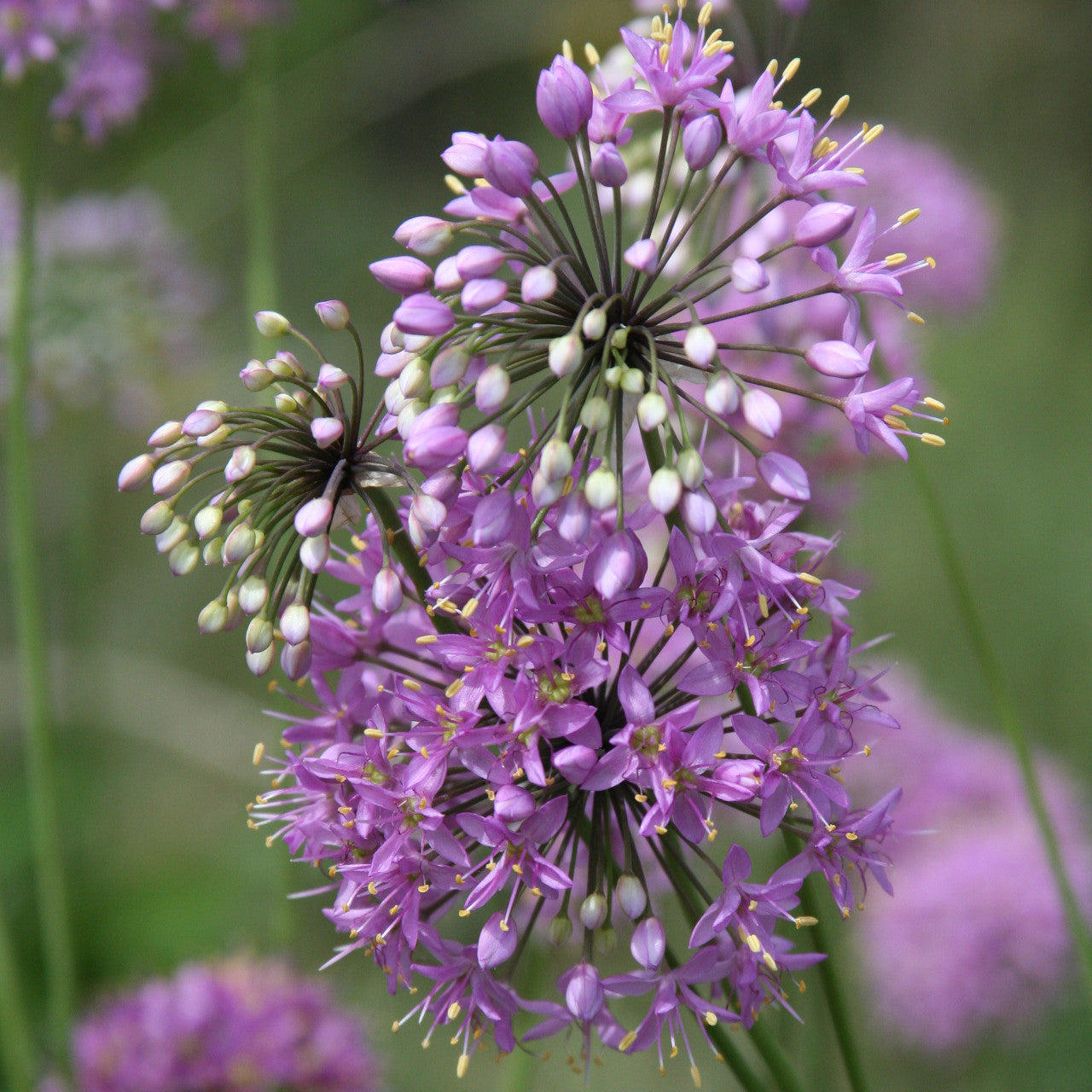 Allium Stellatum Flower Seeds