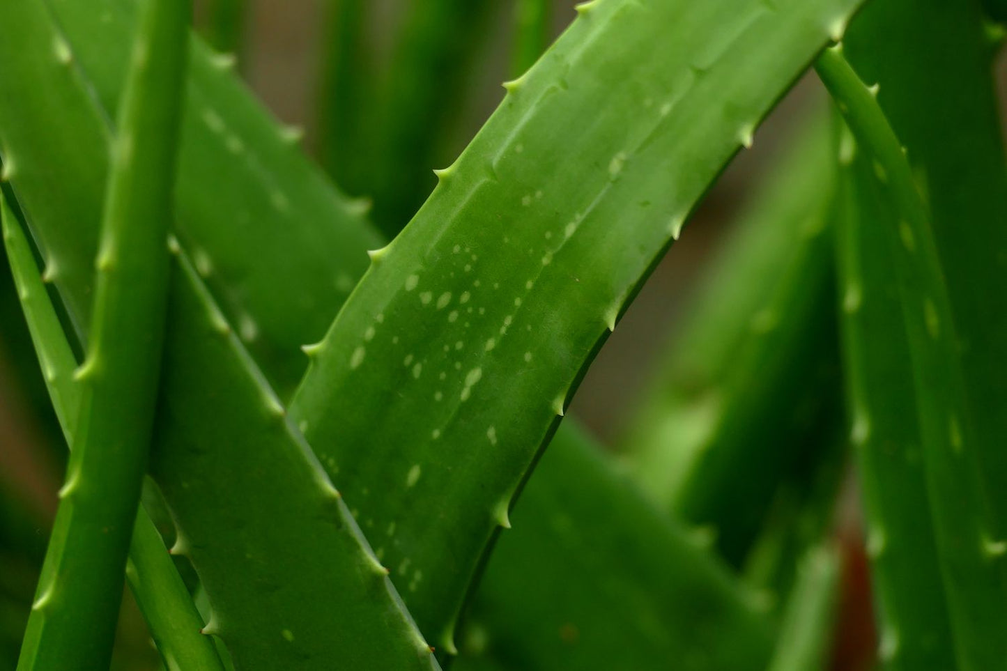 Aloe Cameron Seeds for Planting - Grow Unique Green Aloe Cameron in Your Garden
