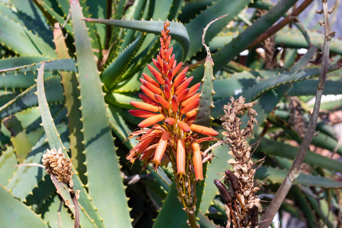 Semillas de flores de aloe vera
