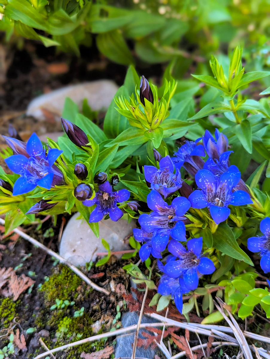 Dark Blue Nikita Gentian (Gentiana dahurica) - Siberian Flower Herb Seeds