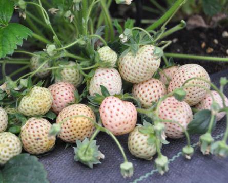 White Soul Strawberry (Fragaria vesca) Fruit Flower Berry Seeds
