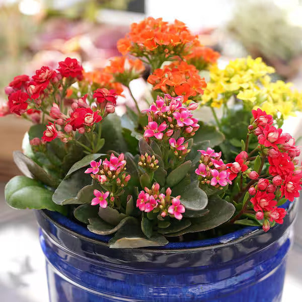Mixed Kalanchoe Flower seeds for Planting - Fragrant Blossoms, Heirloom & GMO Free Seeds for Home Garden
Sale for planting in home garden