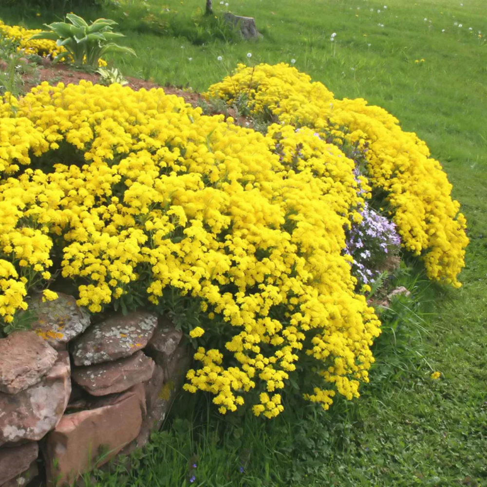 Yellow Alyssum Flower Seeds (Basket-of-Gold)