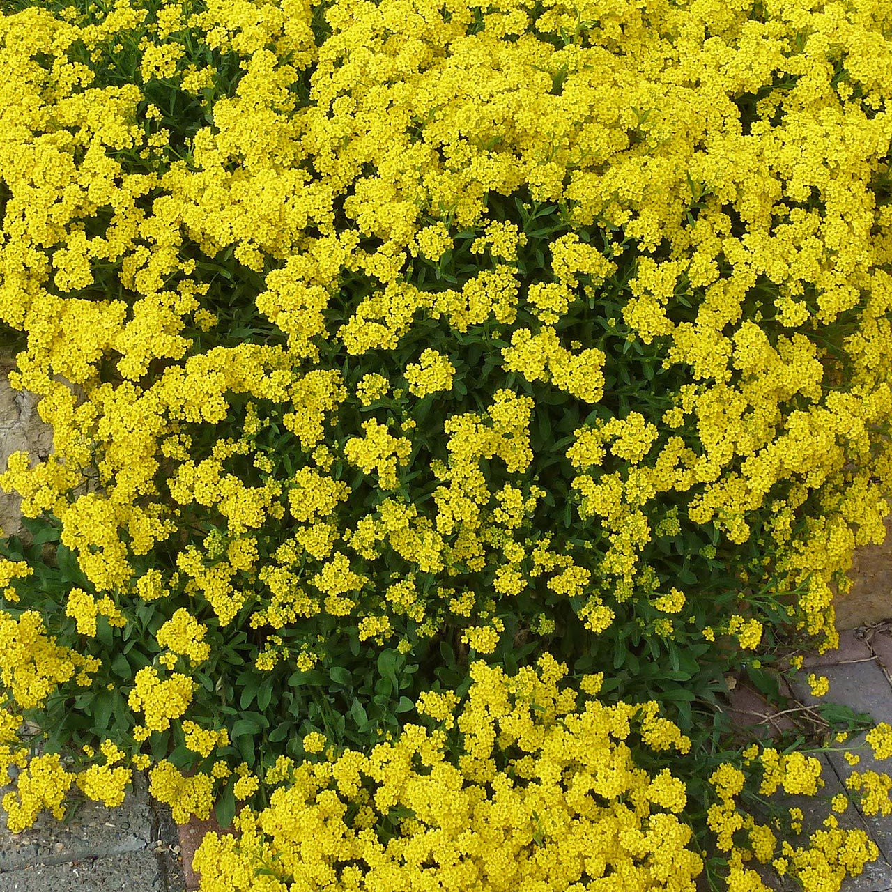 Creeping Thyme & Yellow Rock Cress Flower Seeds for Planting – Heirloom, Non-GMO, Easy to Grow, Groundcover
