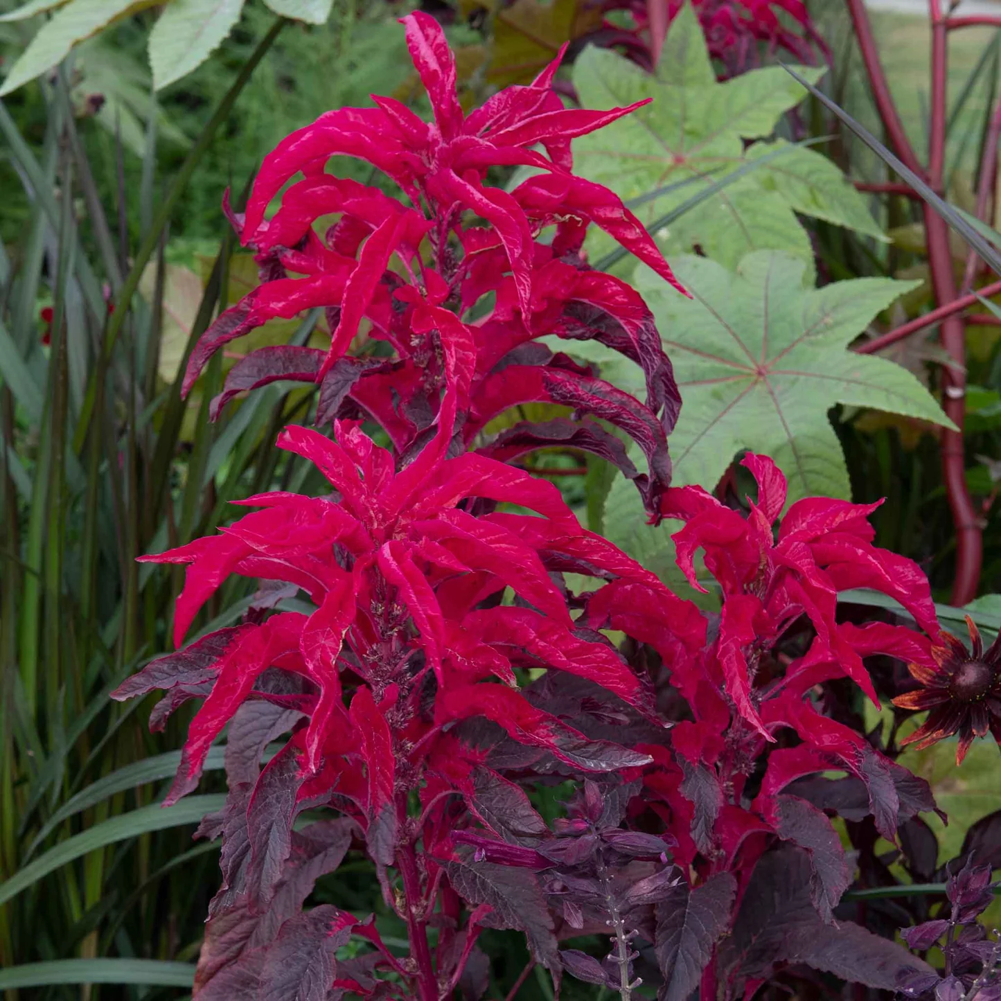 Amaranthus Molten Fire Seeds - Vibrant Red & Orange Flowering Plant for Dramatic Garden Displays