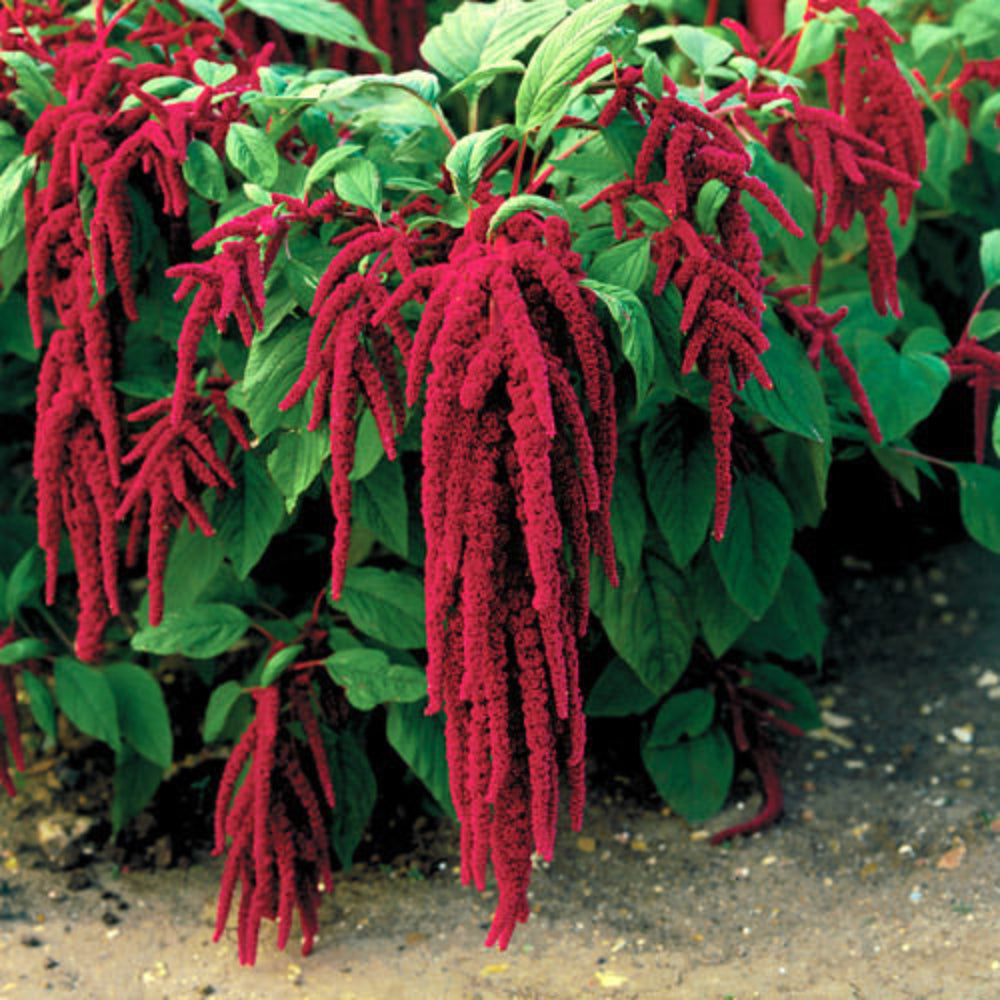 Amaranthus Caudatus (Love-Lies-Bleeding) Seeds - Elegant Red Cascading Flower Plant