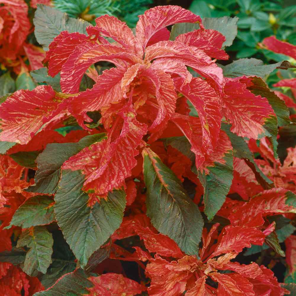 Amaranthus Illumination Plant Seeds