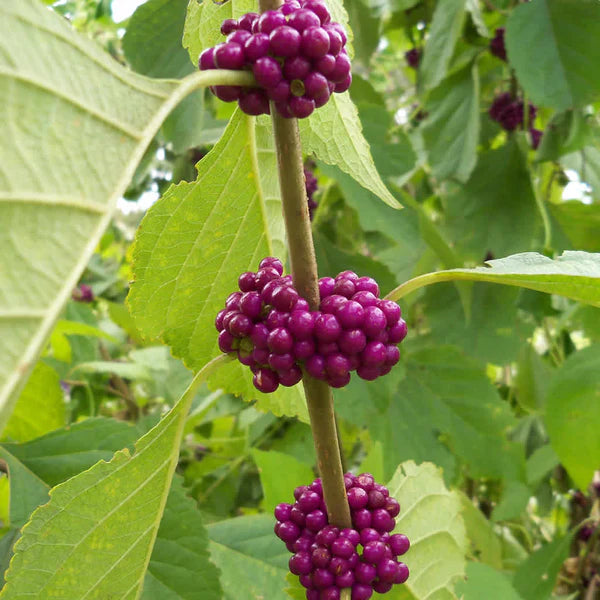 Graines de fruit de Beautyberry américain